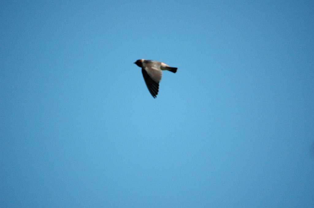 Swallow, Cliff, 2005-06102356 San Francisco, CA.jpg